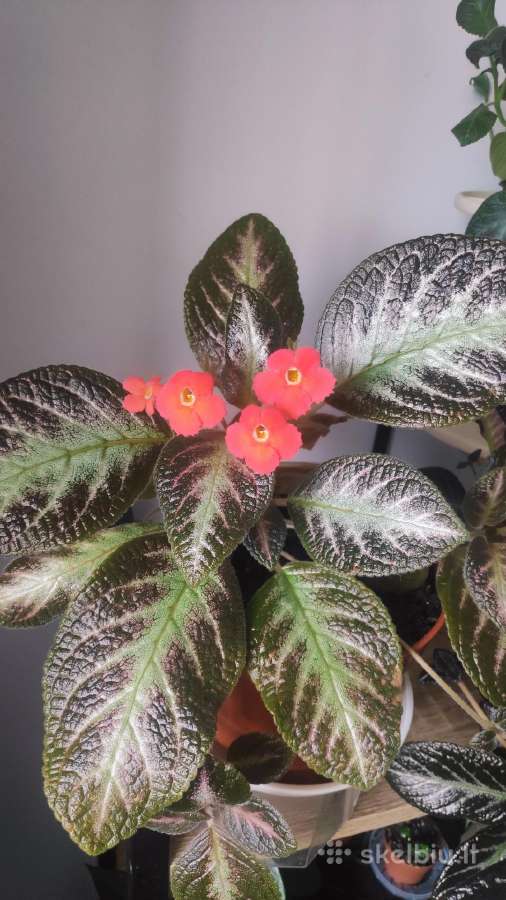 Parduodu Episcia silver skies. Gražiai žydi - nuotraukos Nr. 3