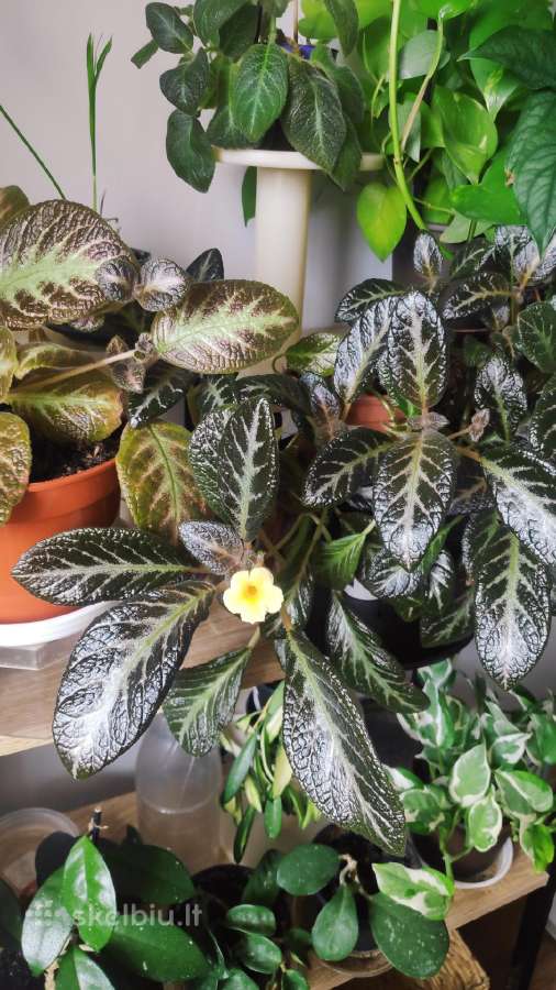 Parduodu Episcia silver skies. Gražiai žydi - nuotraukos Nr. 4