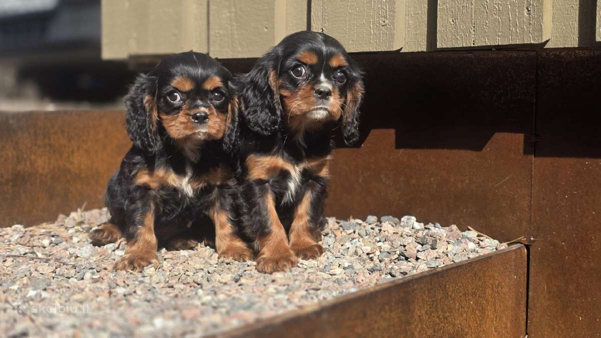 Parduodami Kavalier King Charles Spaniel berniukai