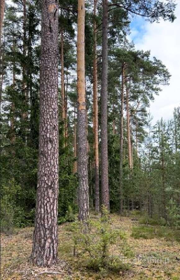 Perku mišką- įvertinimas per 24 val.
