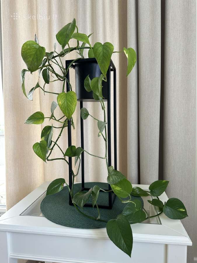 Kambarinės gėlės: monstera, skindapas, sansevjera - nuotraukos Nr. 2