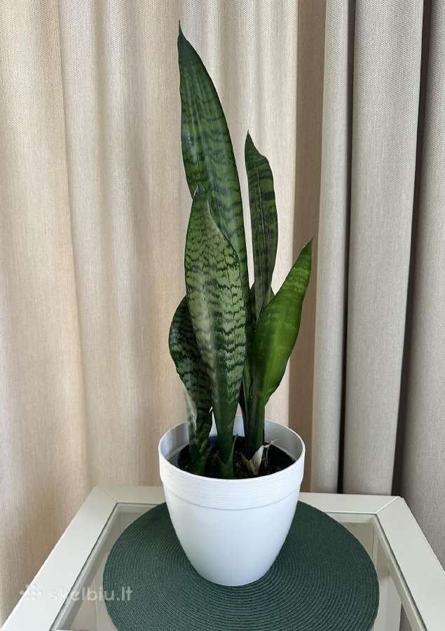 Kambarinės gėlės: monstera, skindapas, sansevjera - nuotraukos Nr. 3