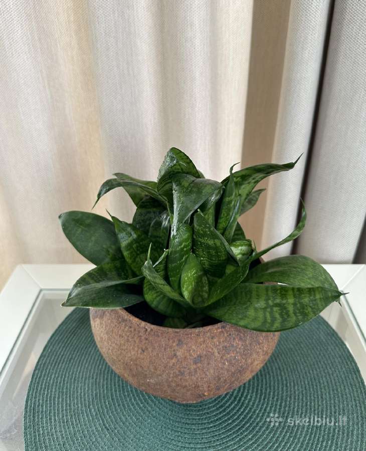 Kambarinės gėlės: monstera, skindapas, sansevjera - nuotraukos Nr. 4