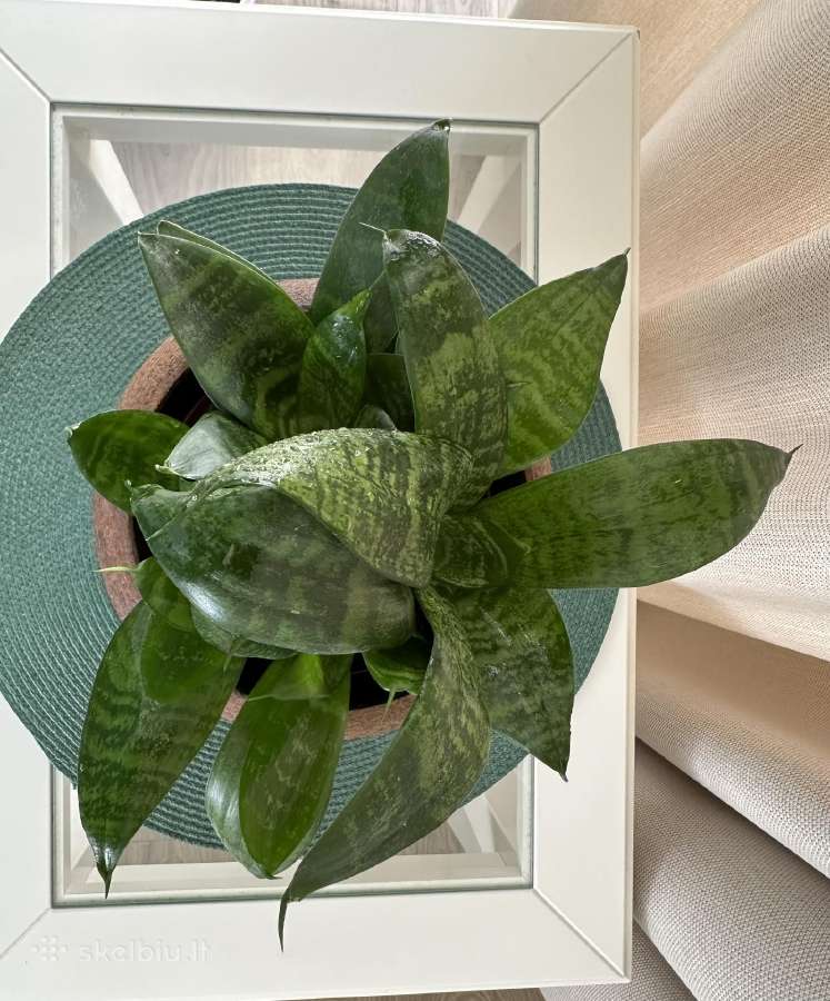 Kambarinės gėlės: monstera, skindapas, sansevjera - nuotraukos Nr. 5