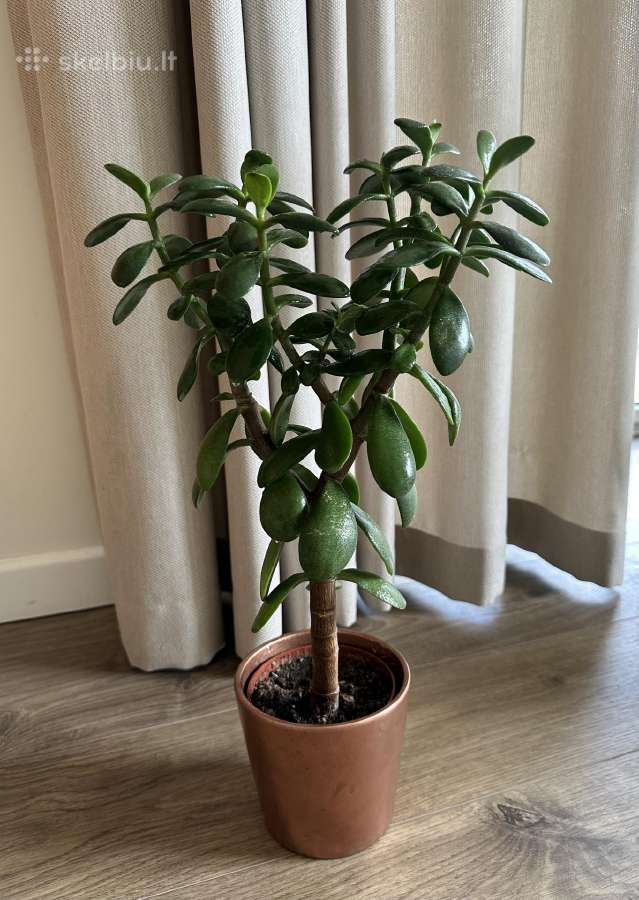 Kambarinės gėlės: monstera, skindapas, sansevjera - nuotraukos Nr. 8