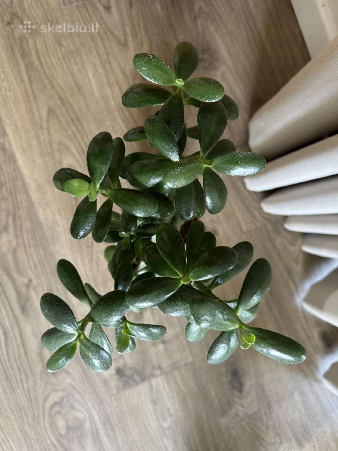 Kambarinės gėlės: monstera, skindapas, sansevjera - nuotraukos Nr. 9