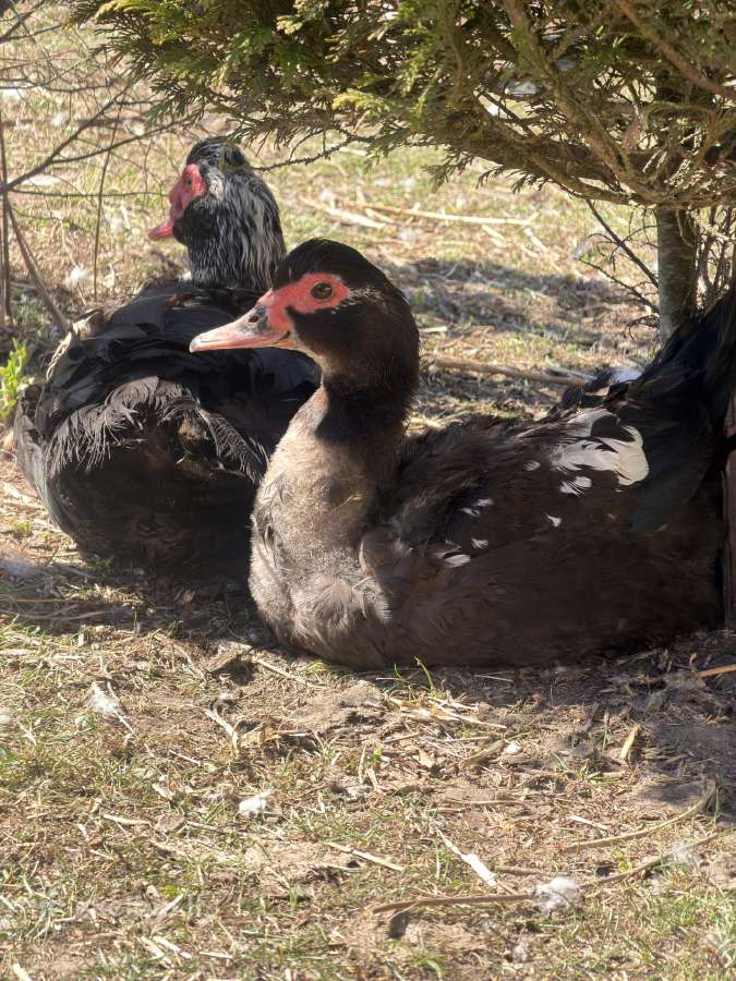 Antys ir ančiukai - nuotraukos Nr. 2