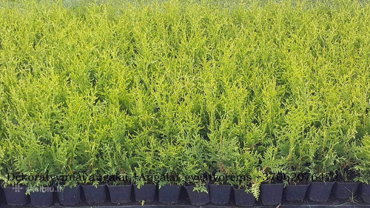 Tujos - Brabant, Smaragd, Golden Smaragd - nuotraukos Nr. 10