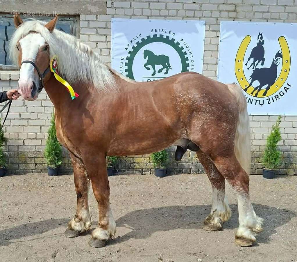 Parduodamas Lt sunkųjų eržilas