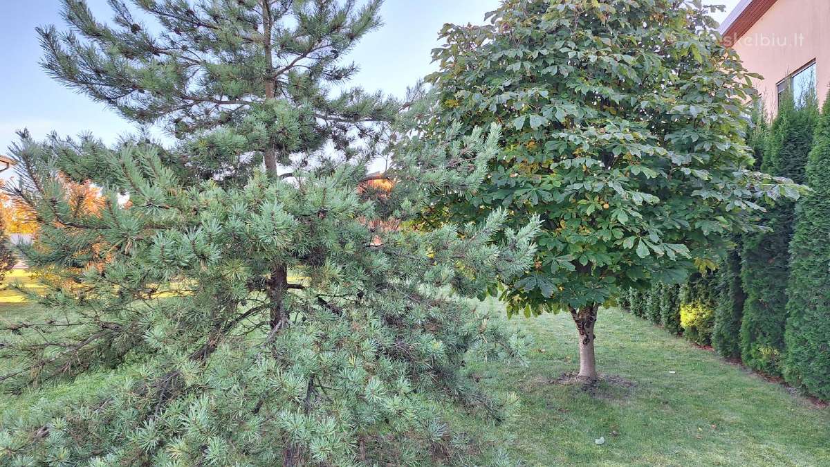 Namas gyvenvietėje prie Šiaulių jūros - nuotraukos Nr. 23