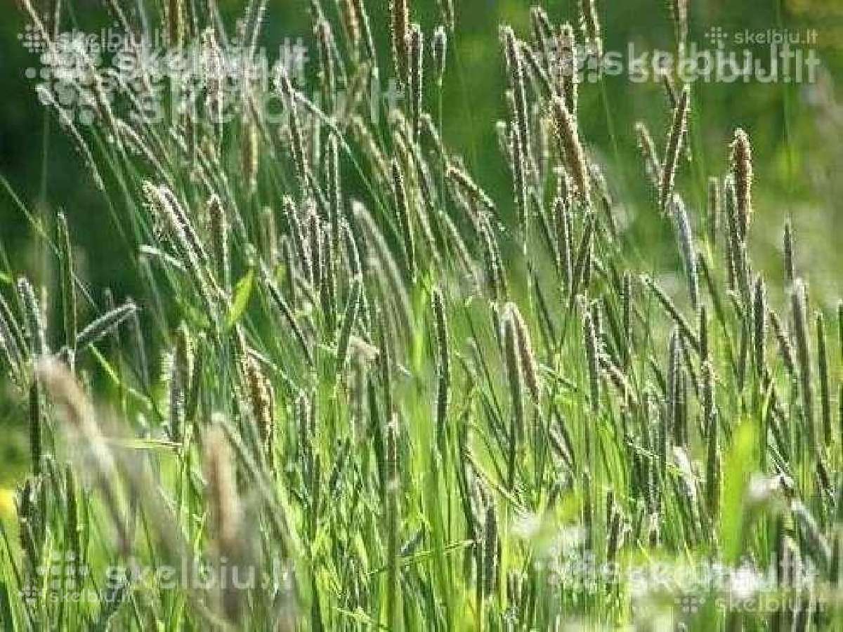 Pašarinės žolės, ju mišiniai ganymui - šienavimui