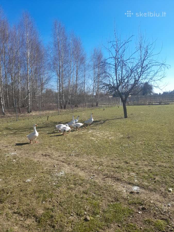 Žąsys