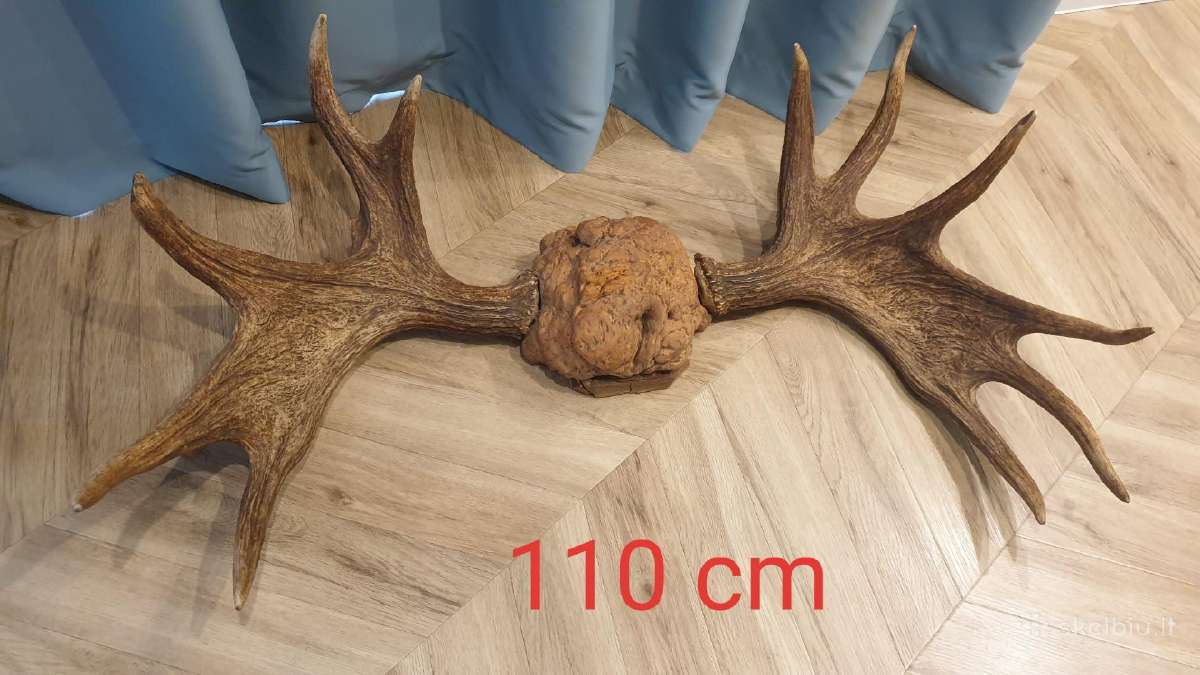Parduodame: Ragai 110 cm / ( Kaunas) / Galima der