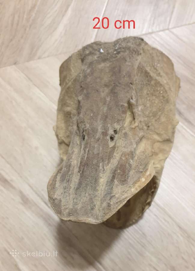 Lydekų iškamšos 20 cm /kaunas/deretis