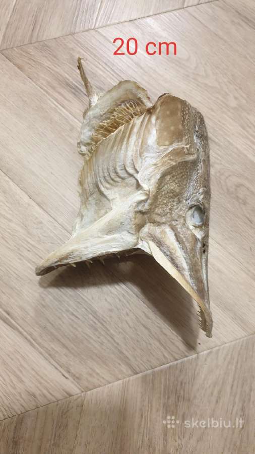 Lydekų iškamšos 20 cm / Kaunas /deretis - nuotraukos Nr. 2