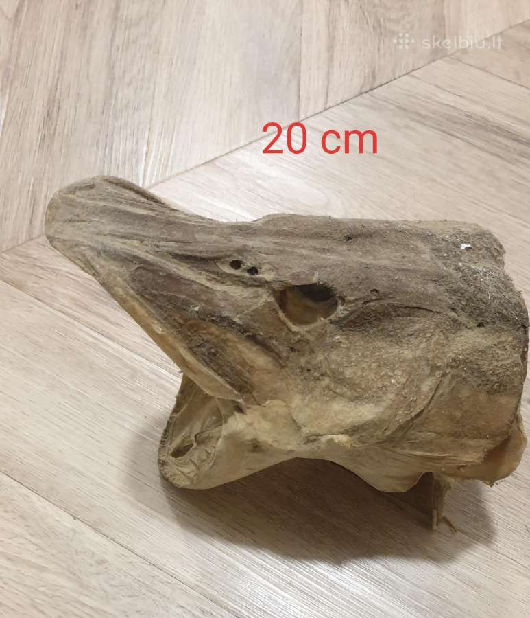 Lydekų iškamšos 20 cm / Kaunas /deretis - nuotraukos Nr. 3
