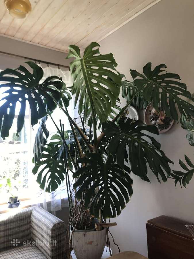 Parduodama didelė Monstera