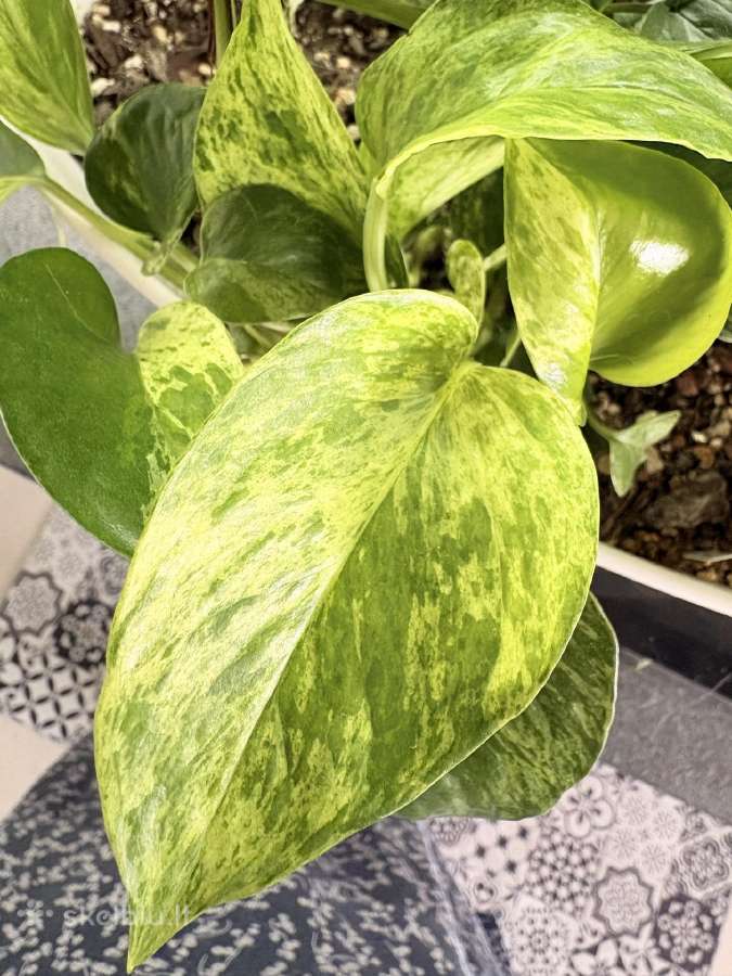 Epipremnum Marble Queen
