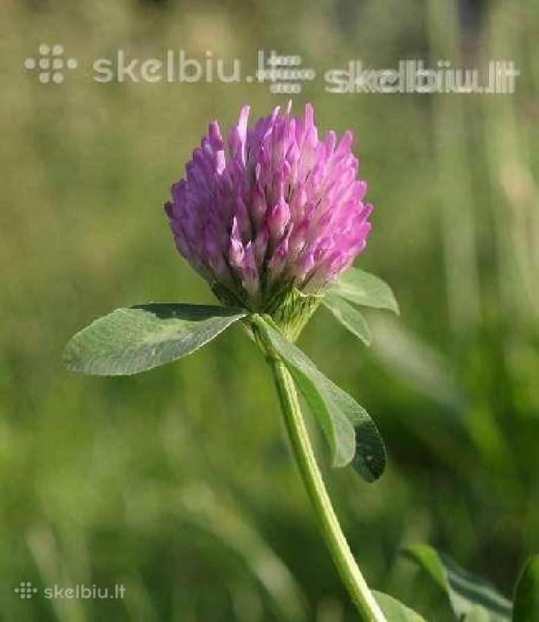 Dobilai, liucerna, motiejukai, svidre, eraicinai