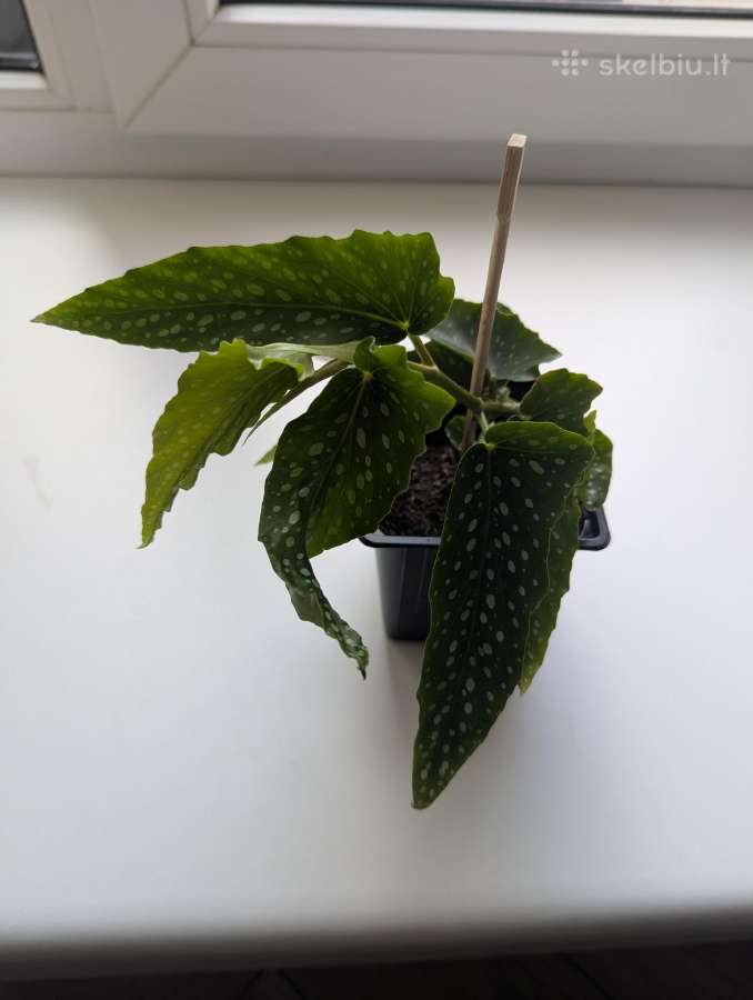 Taškuotoji begonija (Begonia Maculata Polka Dot)