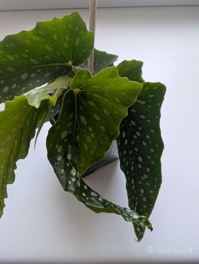 Taškuotoji begonija (Begonia Maculata Polka Dot) - nuotraukos Nr. 2