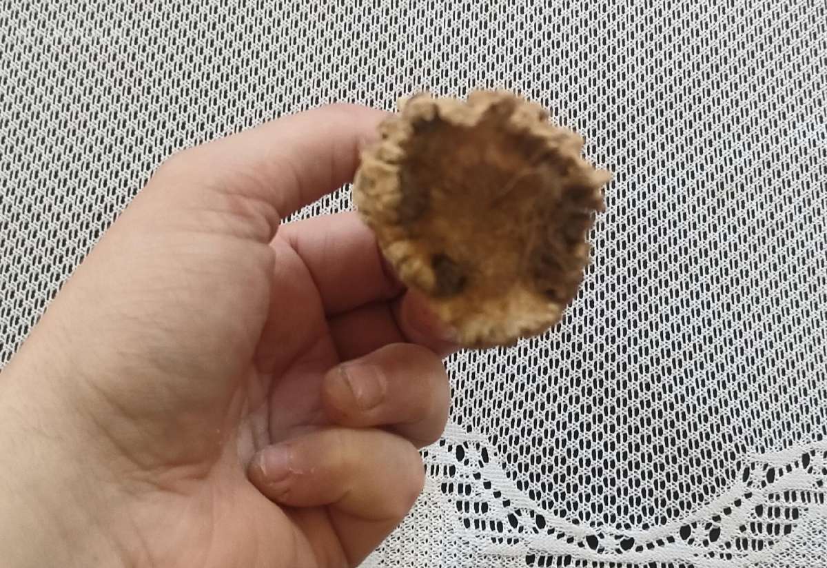Ragas ragai galimai stirnos bet nežinau tiksliai - nuotraukos Nr. 6