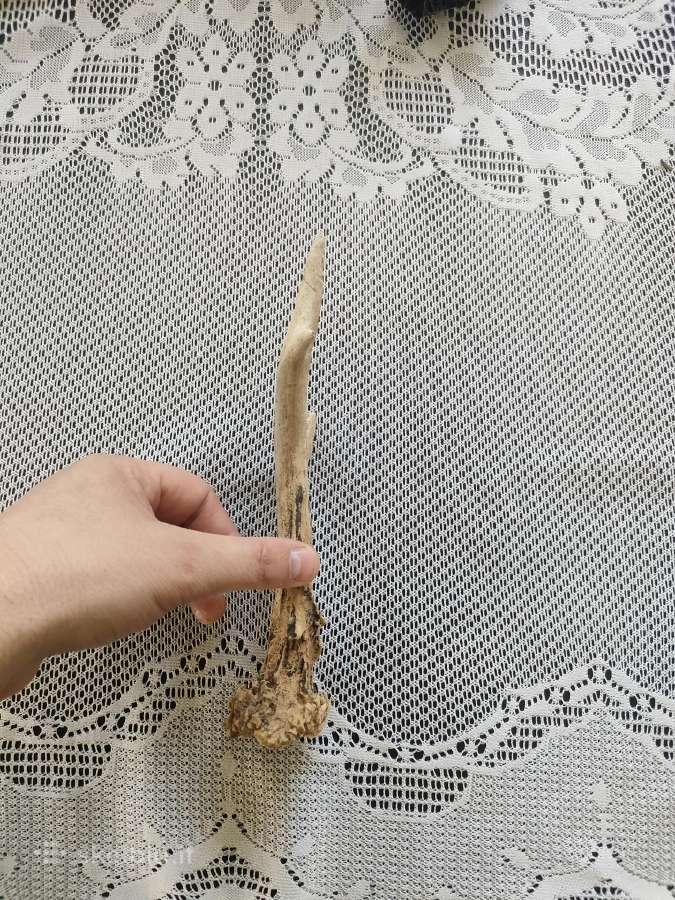 Ragas ragai galimai stirnos bet nežinau tiksliai - nuotraukos Nr. 3