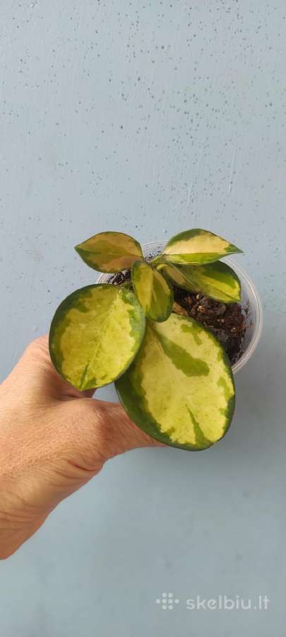 Hoya Australis Lisa