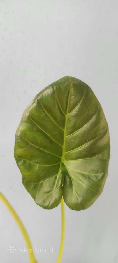 Alocasia Regal Shields