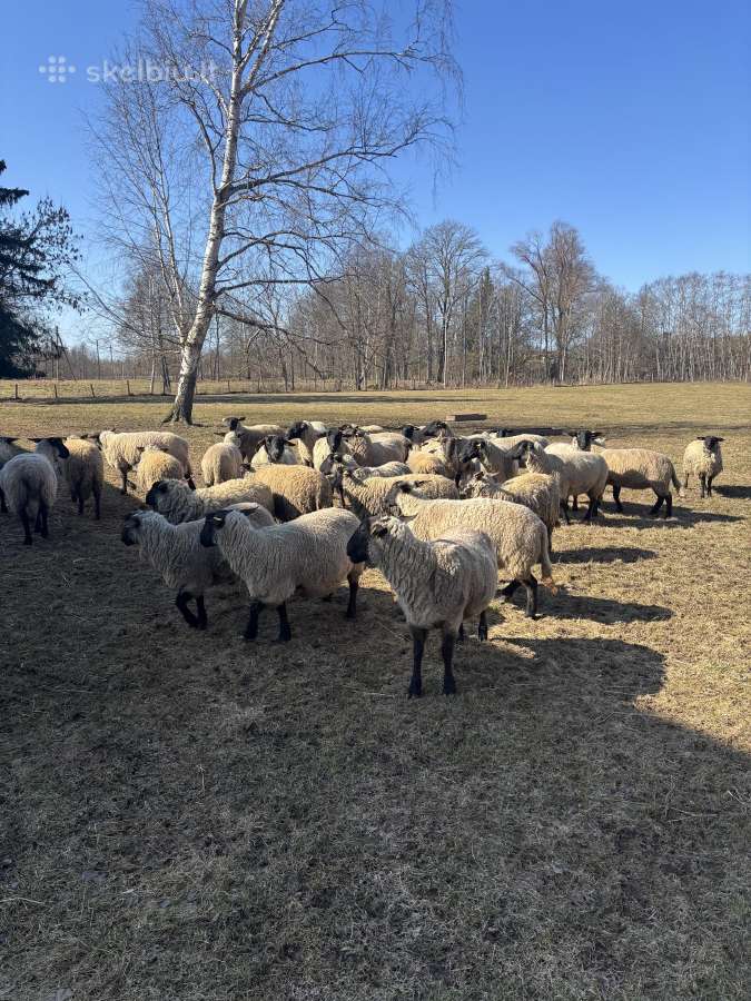 Suffolk avys - nuotraukos Nr. 3