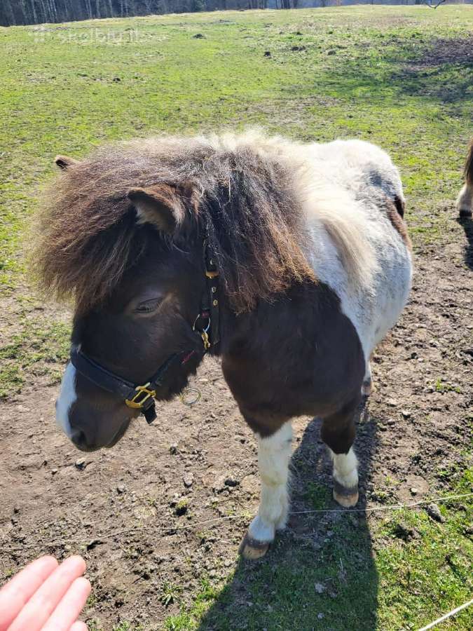 Poniukas eržiliukas