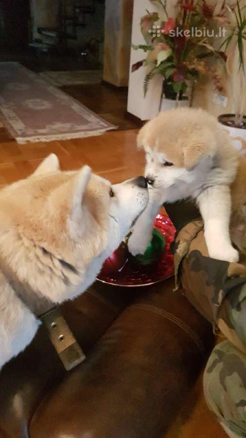 Akita Inu