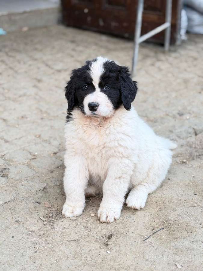 Landseer Puppies with Pedigree