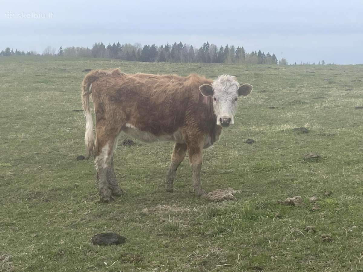 Telyčaitė