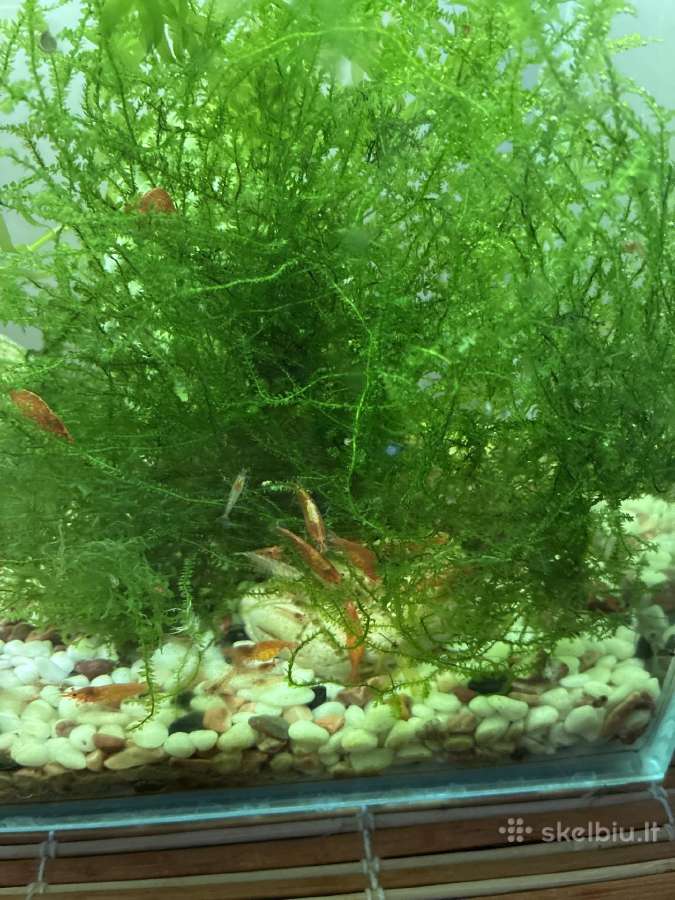 Akvariumo krevetės - nuotraukos Nr. 3