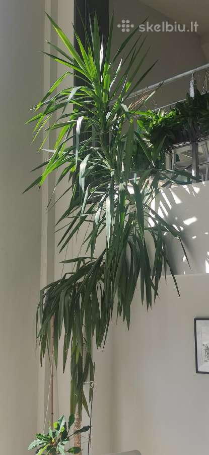 Parduodama reta, 4 m aukščio Dracaena marginata.
