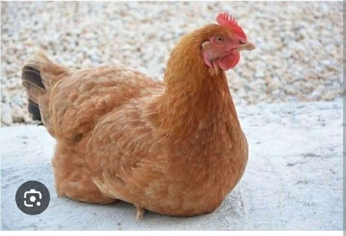 Parduodamos 1.5 metu laiko vištos !