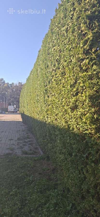 Gyvatvorių karpymas. Jonava, Kaunas, Ukmergė - nuotraukos Nr. 25