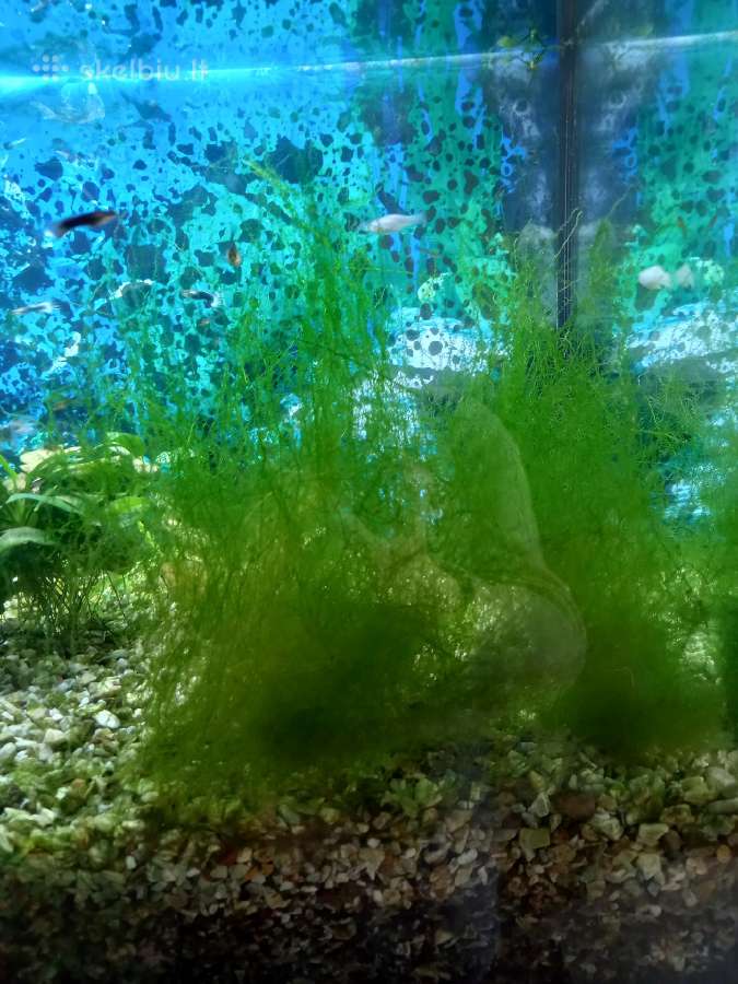 Akvariumo augalai, žuvys