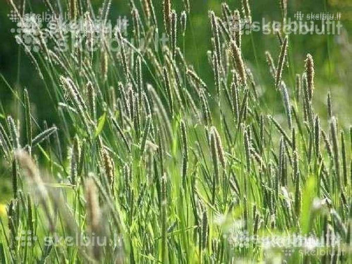Pašarinės žolės, ju mišiniai ganymui - šienavimui