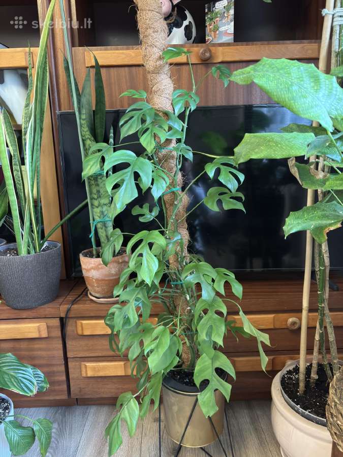 Monstera tetrasperma