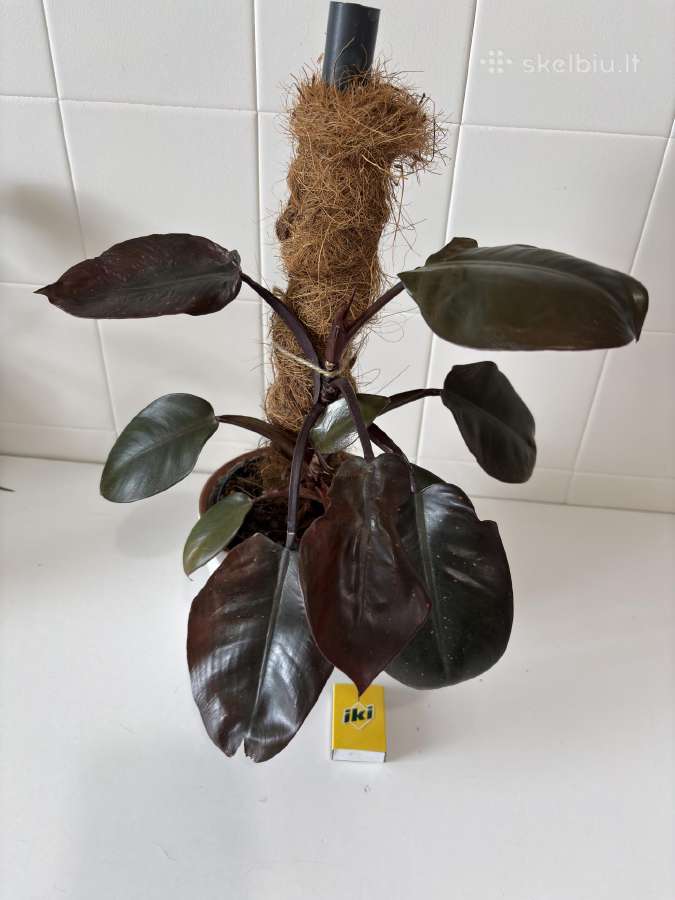 Philodendron