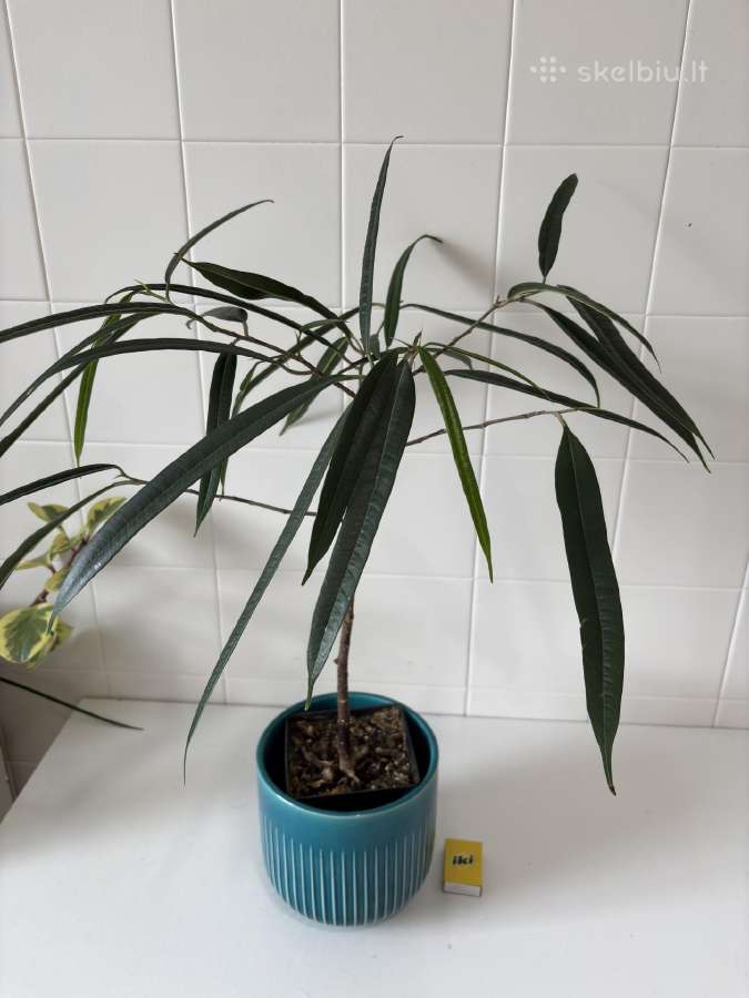 Ficus Alii