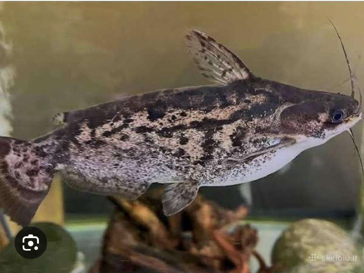 Trachelyopterus fisheri
