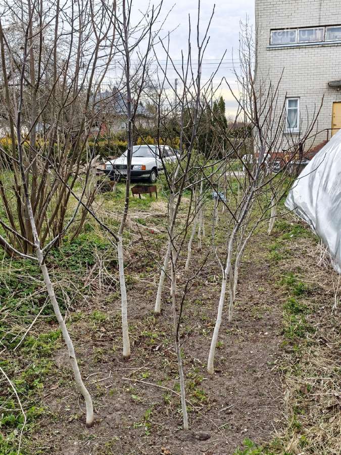 Graikiškų riešutmedžių sodinukai