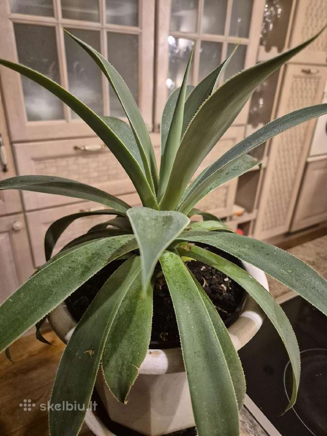 Kambarine gele"agave".