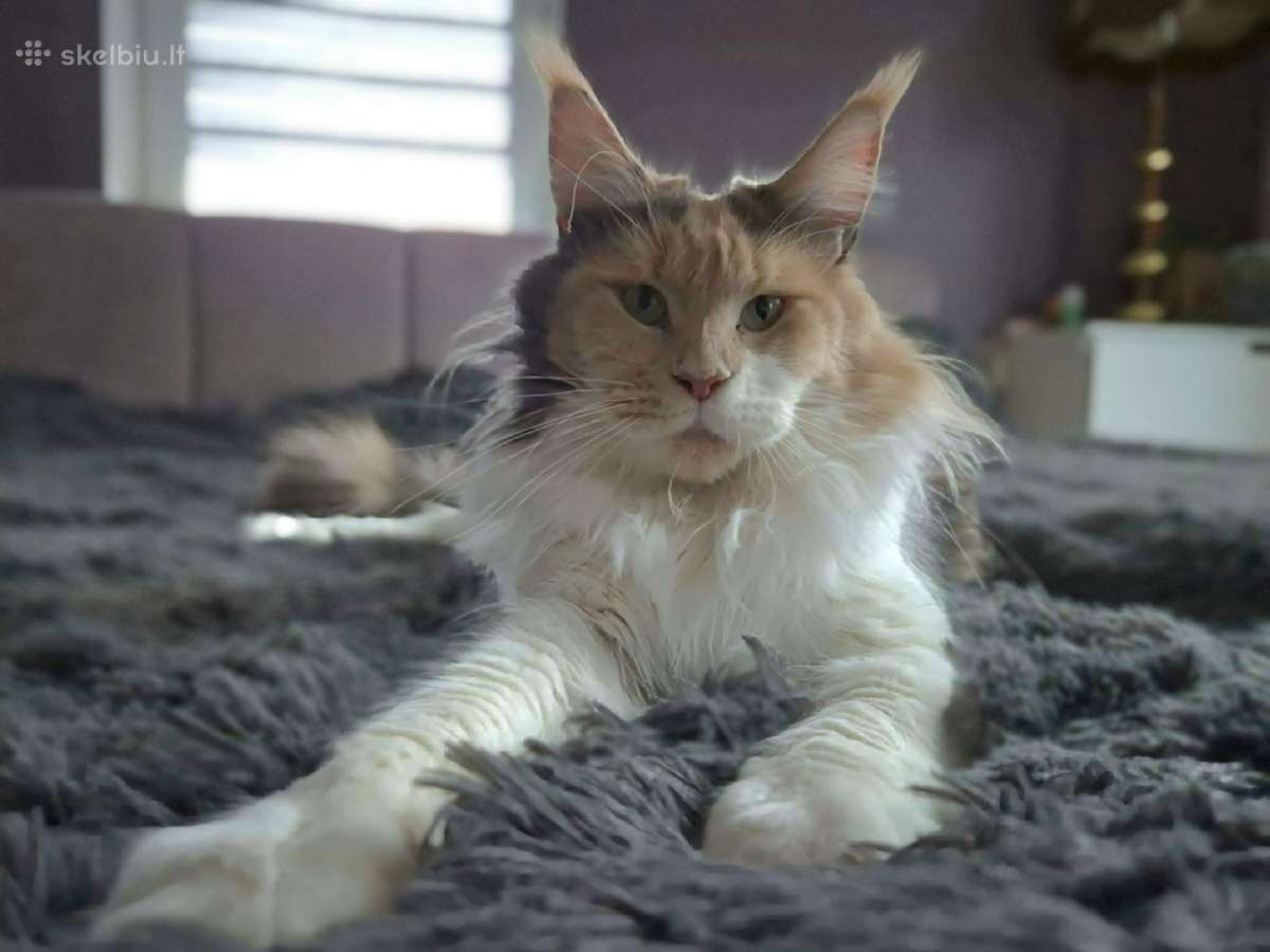 Meino meškėnų katė