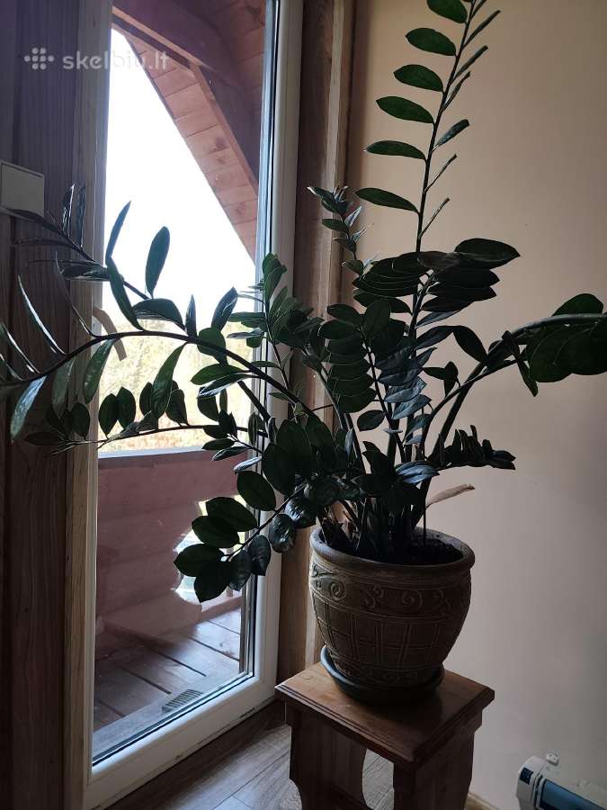 Parduodamas pinigų medis