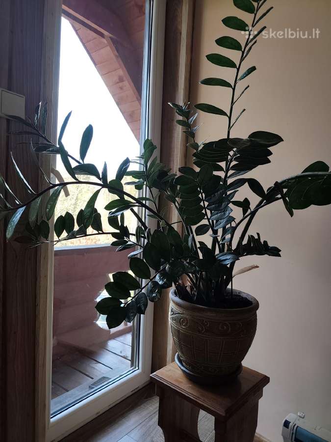 Parduodamas pinigų medis - nuotraukos Nr. 3