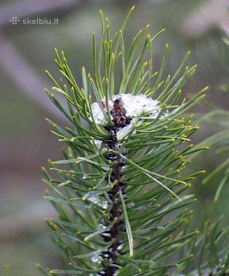 Įvairūs objektyvai fotoaparatams - nuotraukos Nr. 12